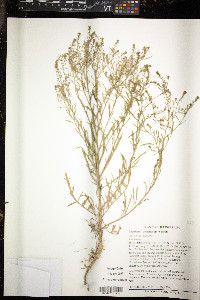 Lepidium densiflorum image