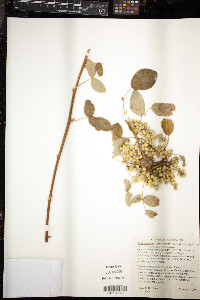 Toxicodendron diversilobum image