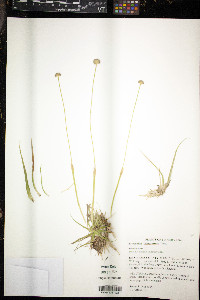 Eriocaulon compressum image