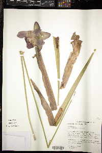 Sarracenia leucophylla image