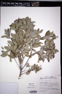 Cliftonia monophylla image