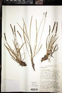 Plantago maritima image