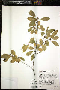 Frangula alnus image