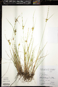 Carex viridula image