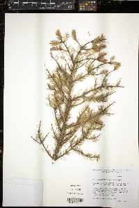 Picea mariana image