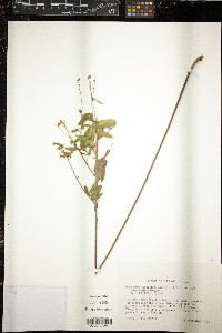 Desmodium sessilifolium image