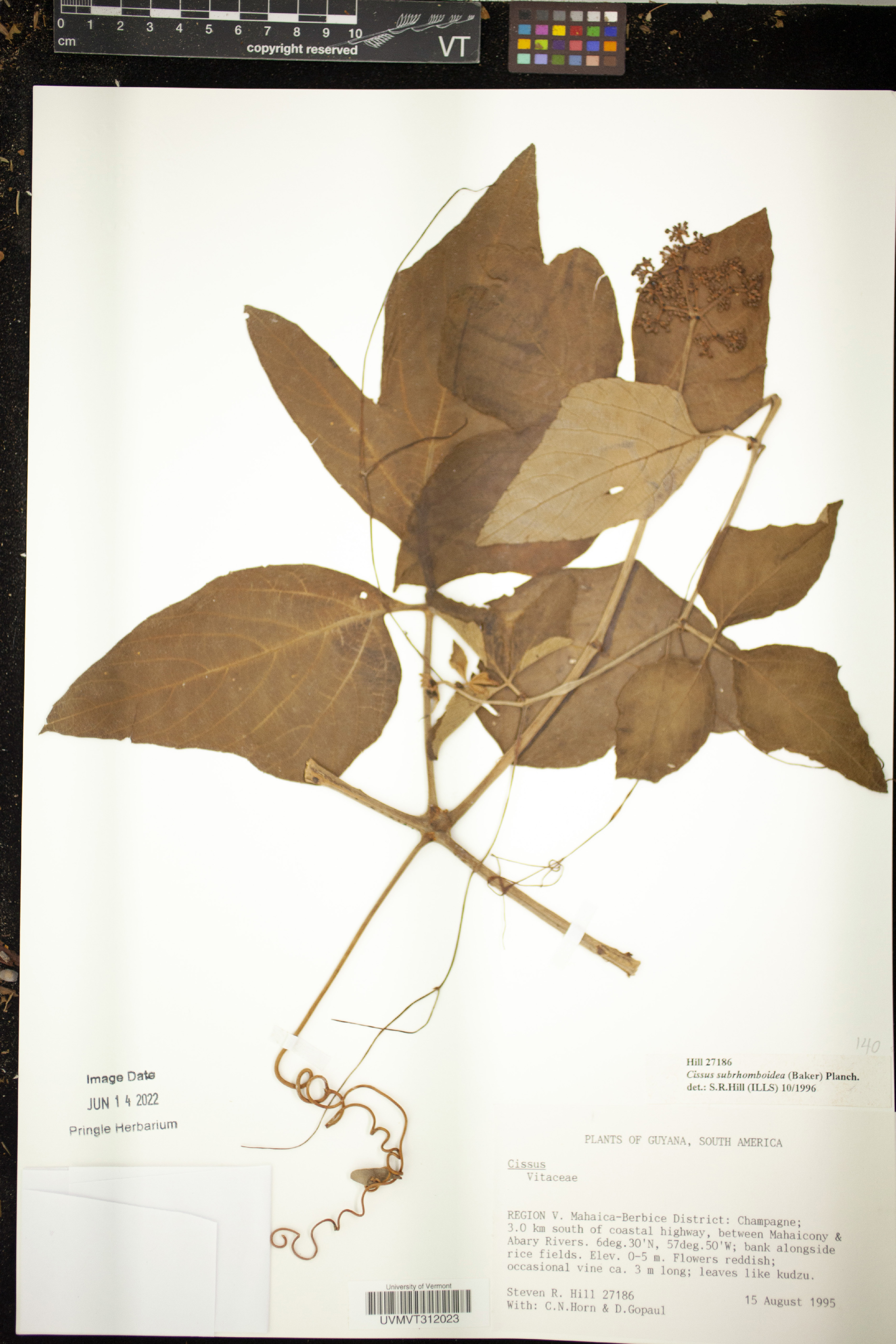 Cissus subrhomboidea image