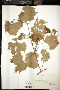 Vitis riparia image