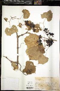 Vitis vulpina image