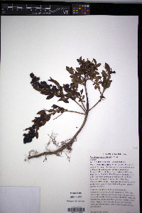 Vaccinium angustifolium image