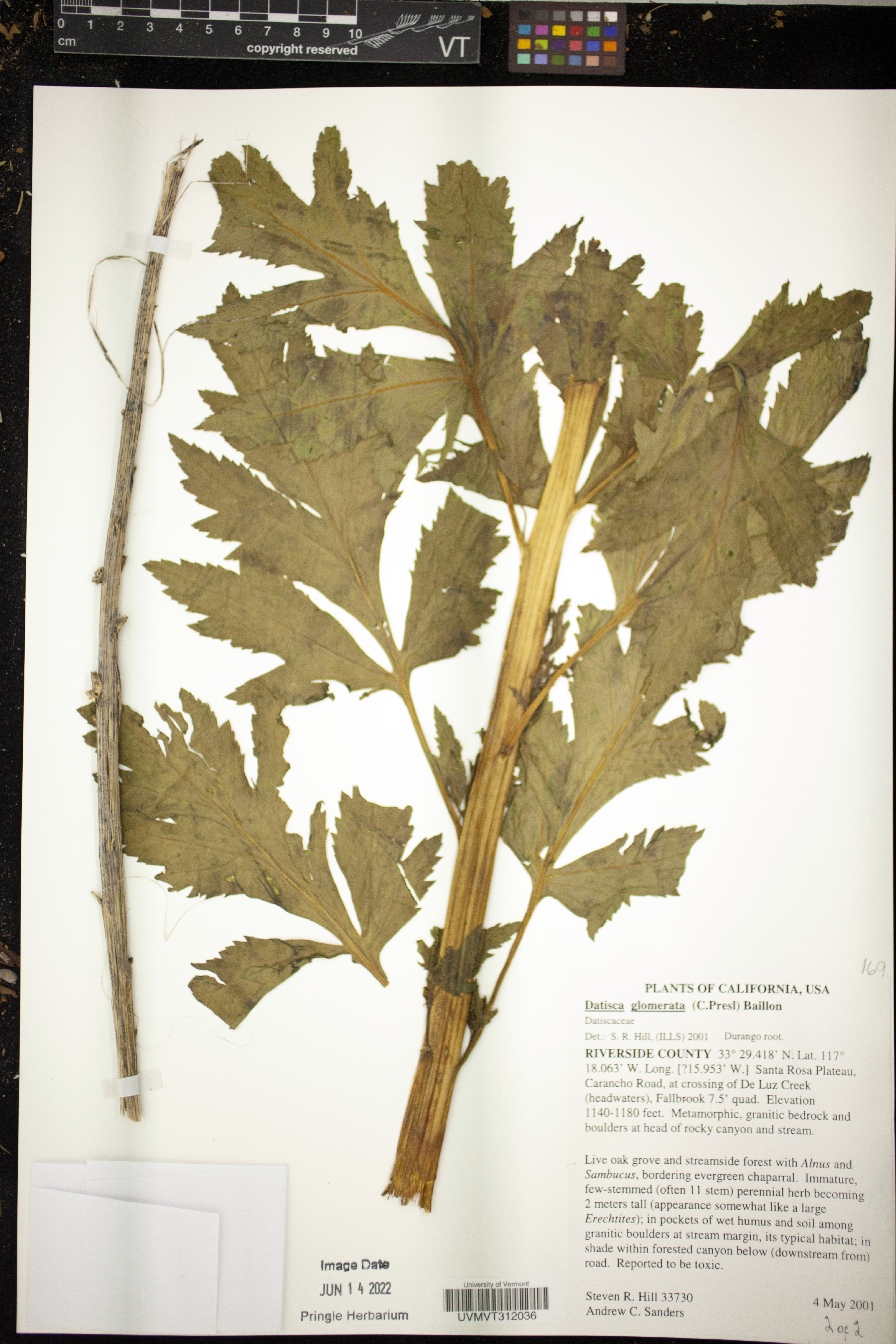 Datisca glomerata image
