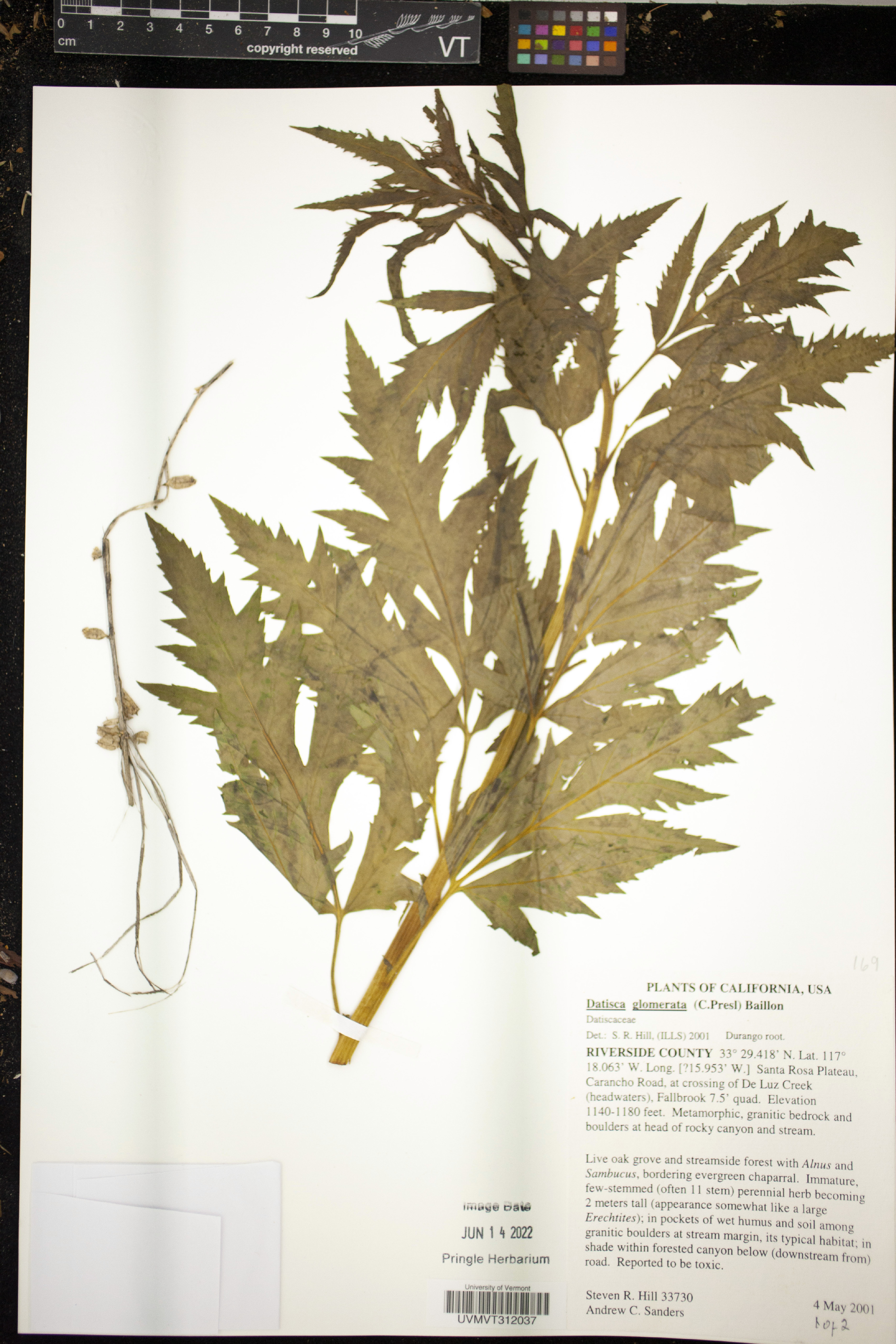 Datisca glomerata image