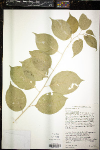 Celastrus scandens image