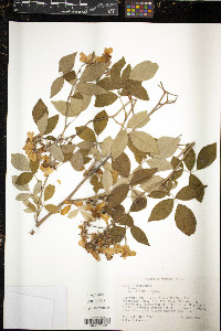 Rosa setigera image