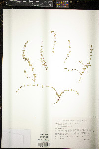 Lindernia rotundifolia image