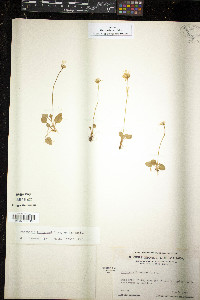 Parnassia kotzebuei image