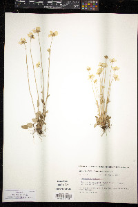 Parnassia palustris image