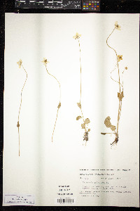 Parnassia palustris image