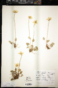 Parnassia palustris image