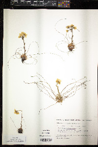 Saxifraga flagellaris image