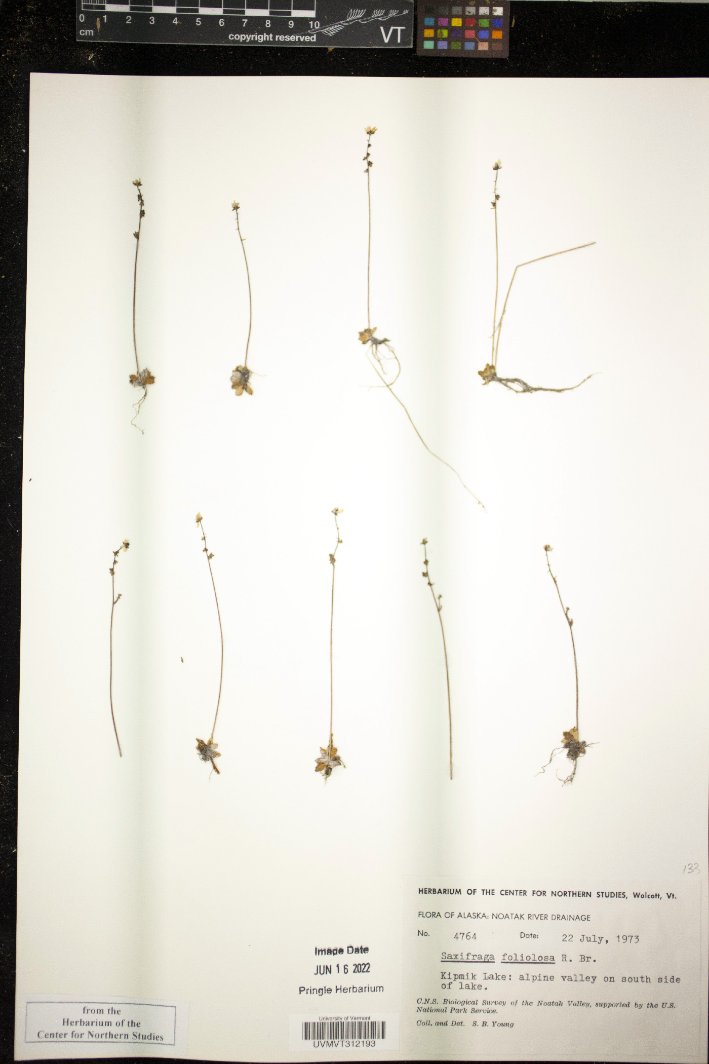 Saxifraga foliolosa image