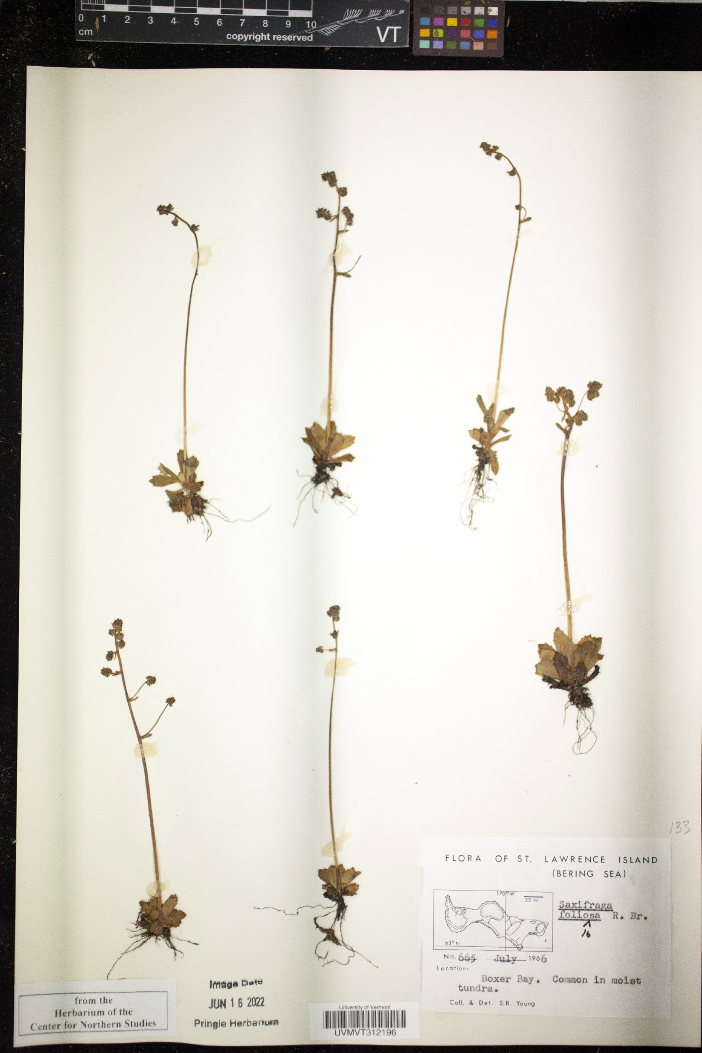 Saxifraga foliolosa image