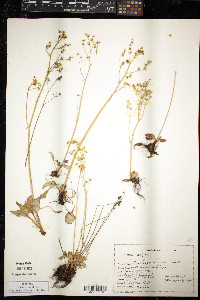 Saxifraga fragosa image