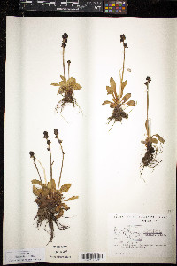 Micranthes hieraciifolia image