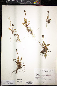 Micranthes hieraciifolia image