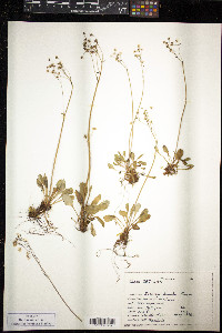 Saxifraga howellii image