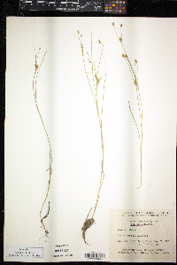 Juncus alpinoarticulatus subsp. rariflorus image