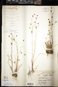 Juncus alpinoarticulatus subsp. rariflorus image