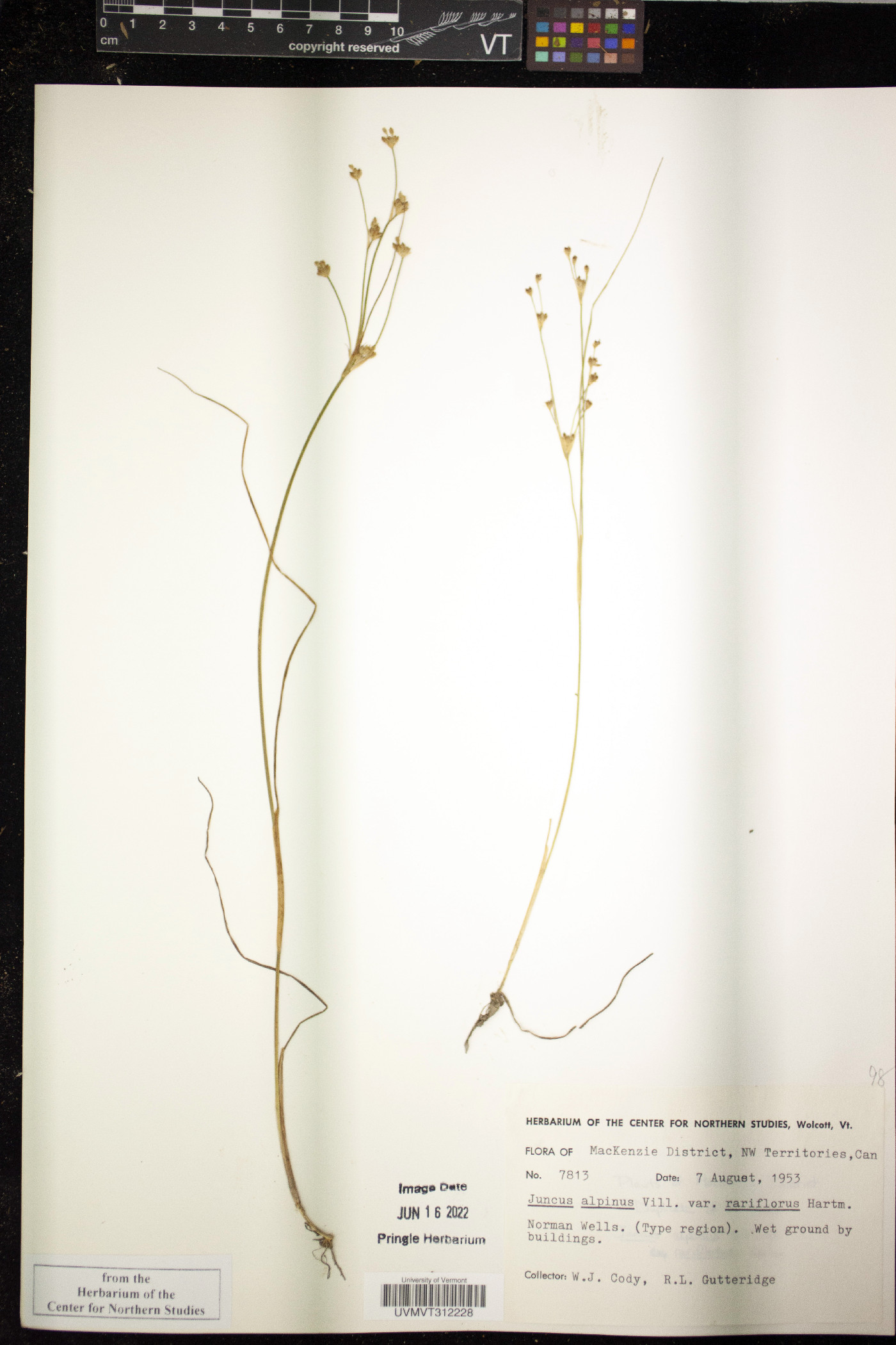 Juncus alpinoarticulatus subsp. rariflorus image