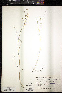 Juncus alpinoarticulatus image