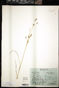 Juncus alpinoarticulatus subsp. rariflorus image