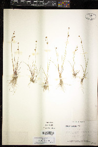 Juncus alpinoarticulatus image