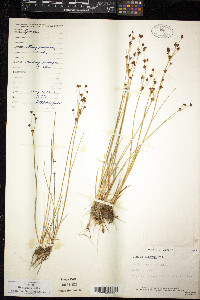 Juncus alpinoarticulatus image