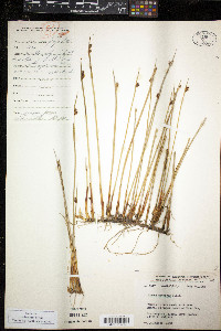 Juncus arcticus image