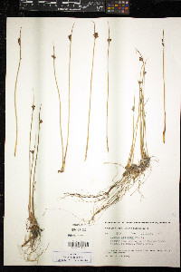 Juncus arcticus image