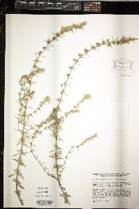 Juncus mertensianus image