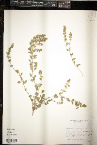 Juncus pelocarpus image