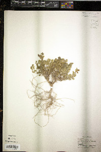 Juncus castaneus image