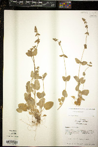 Juncus castaneus image