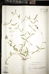 Juncus castaneus image