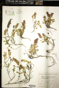 Juncus filiformis image