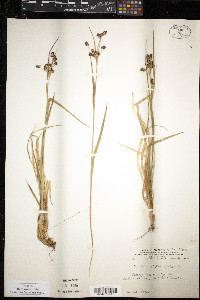 Luzula multiflora image