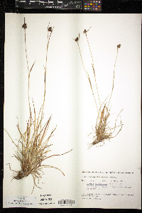 Luzula multiflora image