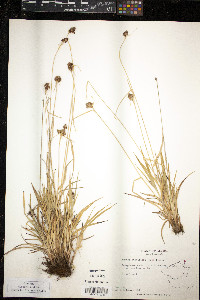 Luzula multiflora image