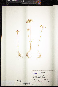 Allium watsonii image