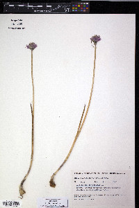 Allium schoenoprasum image